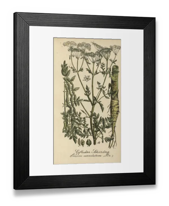 Framed Print : European poisonous plants, spotted hemlock