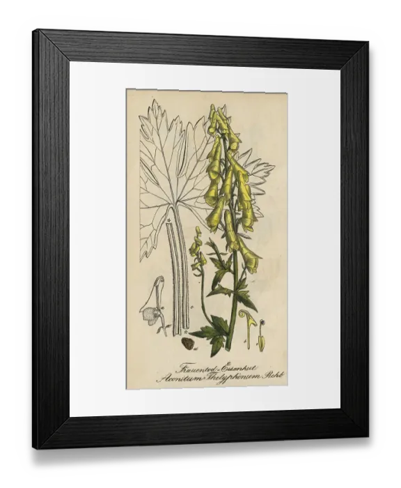 Framed Print : European poisonous plants, Aconitum thelyphonumi
