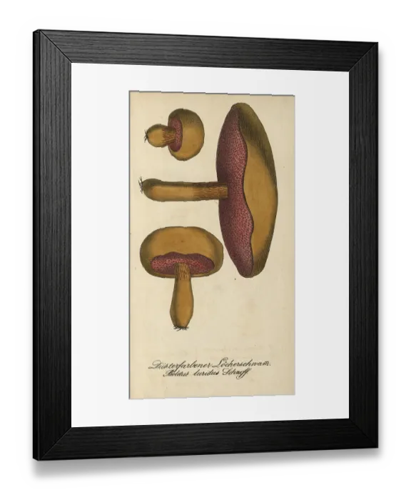 Framed Print : European poisonous plants, Lurid bolete