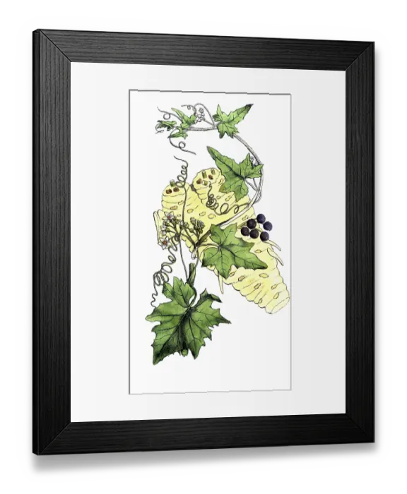 Framed Print : European poisonous plants, white fence beet