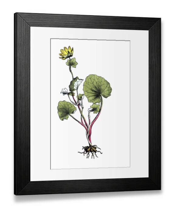 Framed Print : European poisonous plants, scarbock herb