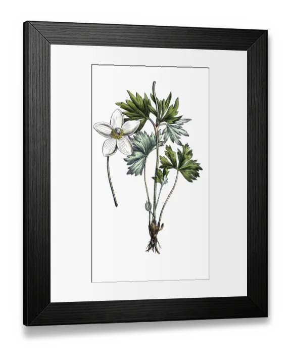 Framed Print : European poisonous plants, forest anemone sylvestris Framed Print : European poisonous plants, forest anemone sylvestris