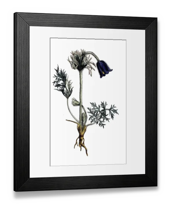 Framed Print : European poisonous plants, meadow cowbell