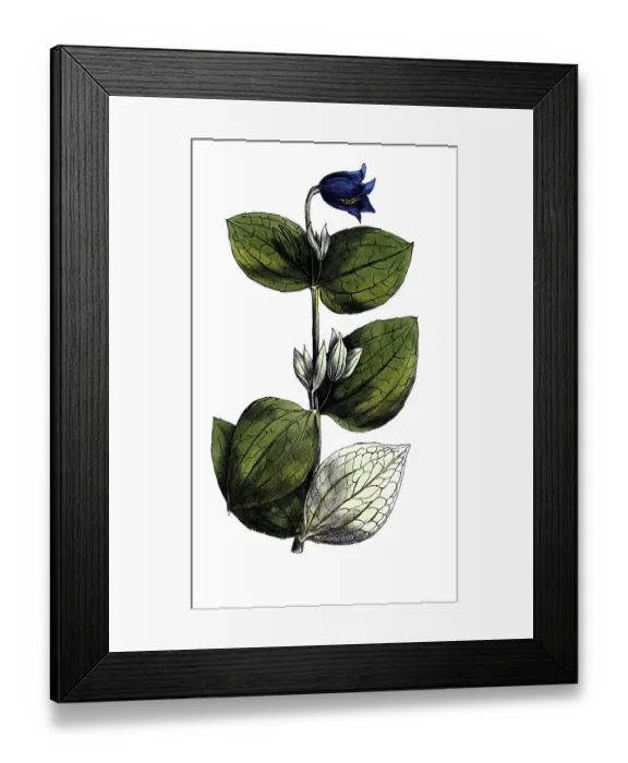 Framed Print : European poisonous plants, perennial clematis