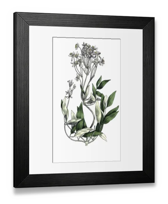 Framed Print : European poisonous plants, upright clematis Framed Print : European poisonous plants, upright clematis