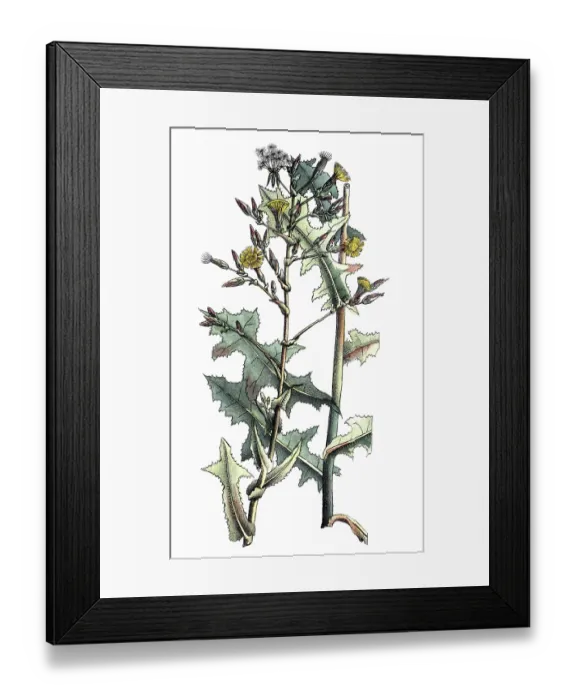 Framed Print : European poisonous plants, spiny lettuce