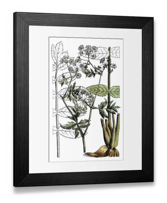 Framed Print : European poisonous plants, Sium angustifolium L