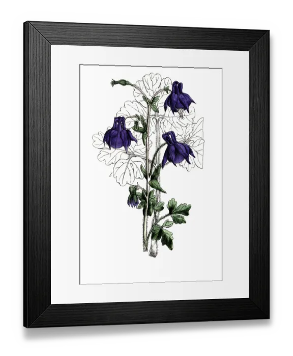 Framed Print : European poisonous plants, common columbine or common columbine