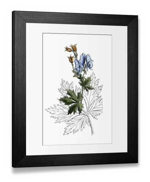 Framed Print : European poisonous plants, Aconitum nasutum