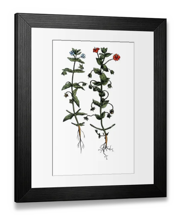Framed Print : European poisonous plants, field gauchheil Framed Print : European poisonous plants, field gauchheil