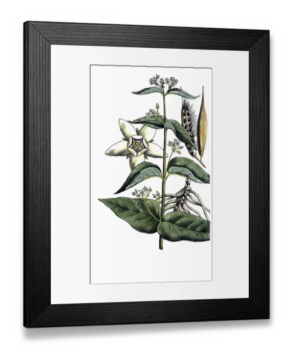 Framed Print : European poisonous plants, white swallowwort Framed Print : European poisonous plants, white swallowwort