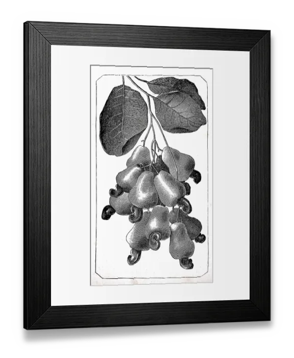 Framed Print : Mahogany apple, probably refers to the edible seeds of a Southeast Asian mahogany tree