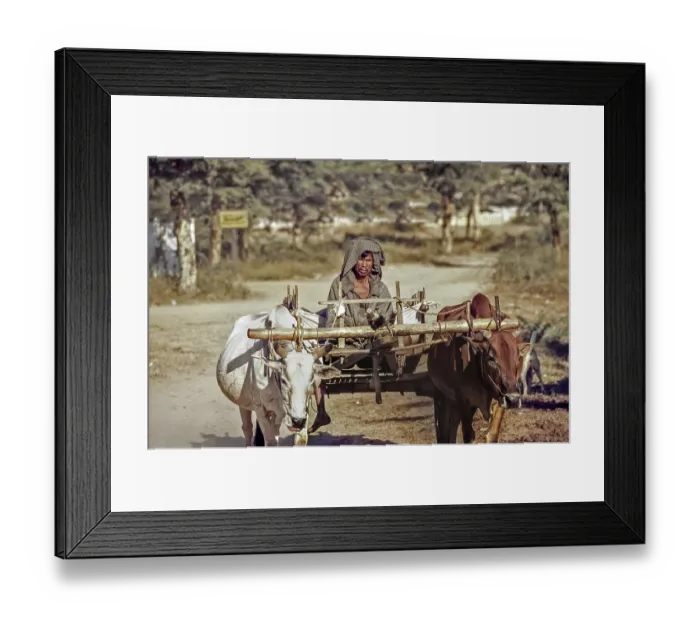 Framed Print : Ox team, Pagan, Burma, Myanmar, Asia, 1999