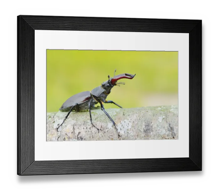 Framed Print : Stag beetle (Lucanus cervus), male