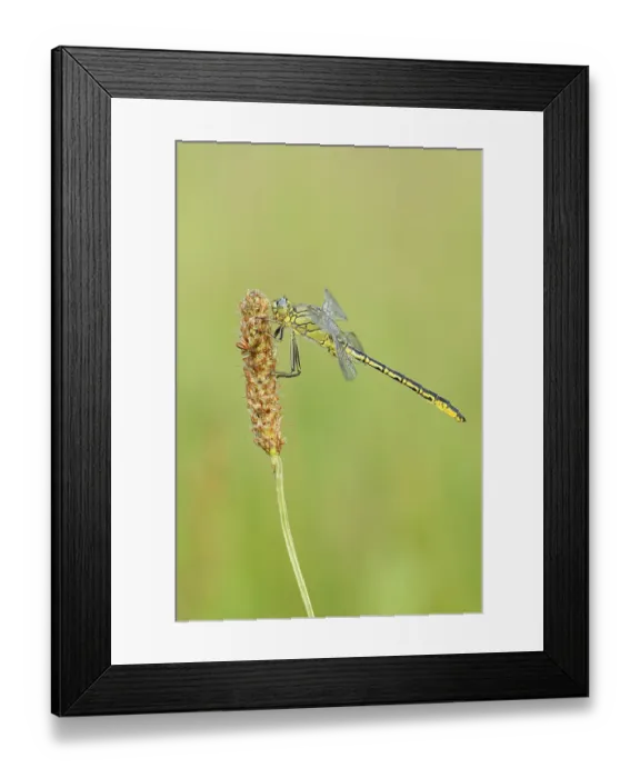 Framed Print : Western Clubtail (Gomphus pulchellus) Framed Print : Western Clubtail (Gomphus pulchellus)