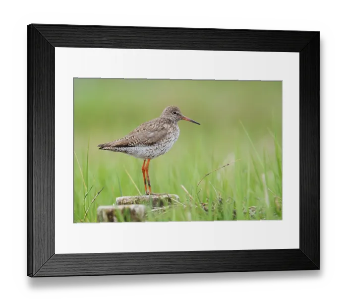 Framed Print : Redshank (Tringa totanus), Schleswig-Holstein Framed Print : Redshank (Tringa totanus), Schleswig-Holstein