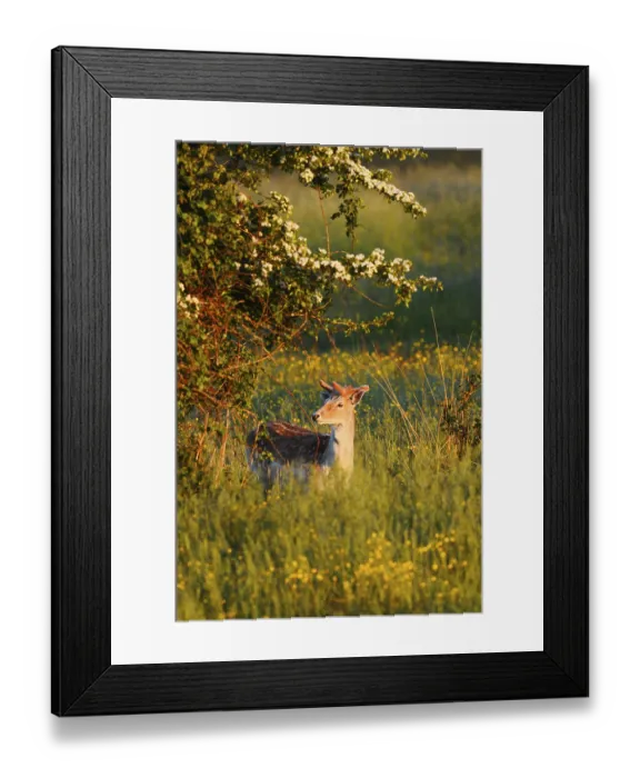 Framed Print : Fallow deer (Dama dama), fallow deer with velvet antlers in spring