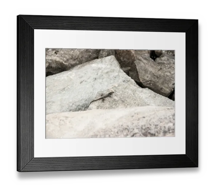 Framed Print : Lizard on rough rocks in natural environment Framed Print : Lizard on rough rocks in natural environment