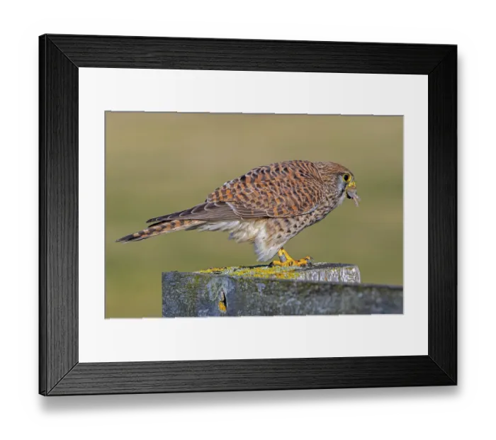 Framed Print : Common kestrel / European kestrel (Falco tinnunculus) female perched on wooden fence post Framed Print : Common kestrel / European kestrel (Falco tinnunculus) female perched on wooden fence post