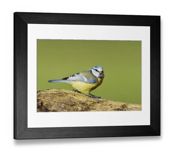 Framed Print : Blue tit (Cyanistes caeruleus, Parus caeruleus)