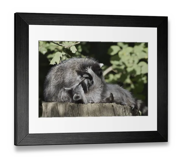 Framed Print : Raccoon (Procyon lotor) playing with young