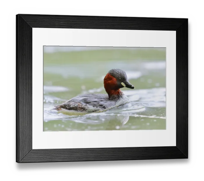 Framed Print : Little grebe (Tachybaptus ruficollis) Framed Print : Little grebe (Tachybaptus ruficollis)