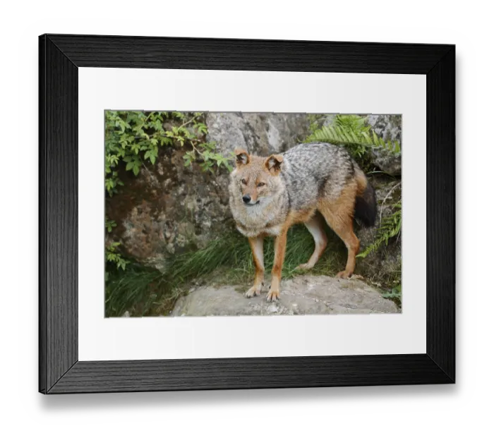 Framed Print : Golden jackal (Canis aureus), captive Framed Print : Golden jackal (Canis aureus), captive