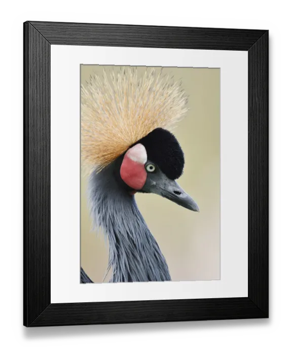 Framed Print : Black crowned crane or Black-necked crane (Balearica pavonina) Framed Print : Black crowned crane or Black-necked crane (Balearica pavonina)