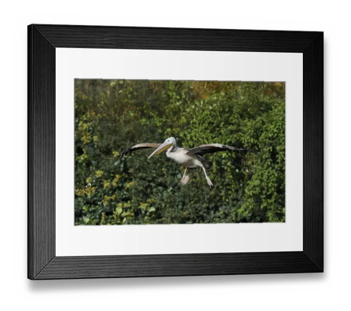 Framed Print : Pink pelican (Pelecanus onocrotalus) Framed Print : Pink pelican (Pelecanus onocrotalus)