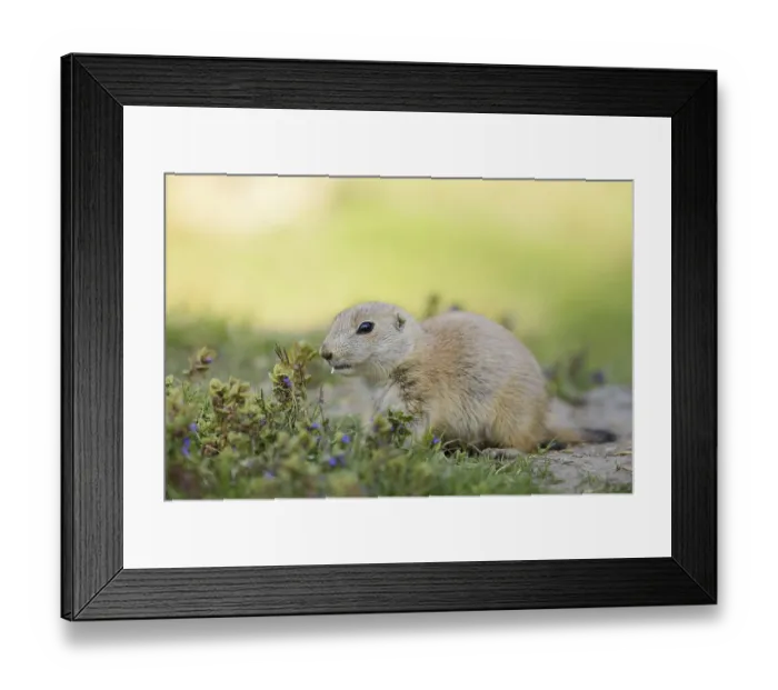 Framed Print : Black-tailed prairie dog (Cynomys ludovicianus) Framed Print : Black-tailed prairie dog (Cynomys ludovicianus)