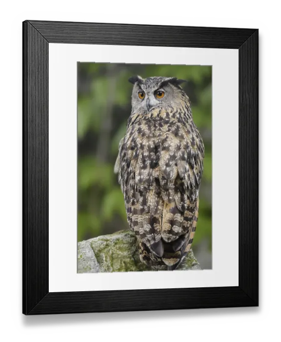 Framed Print : European eagle owl (Bubo bubo) sitting on a stone Framed Print : European eagle owl (Bubo bubo) sitting on a stone