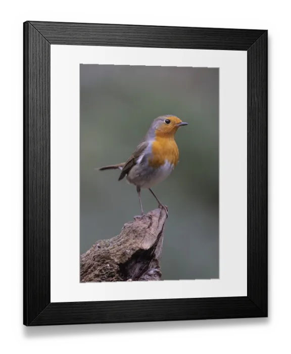 Framed Print : European robin (Erithacus rubecula)