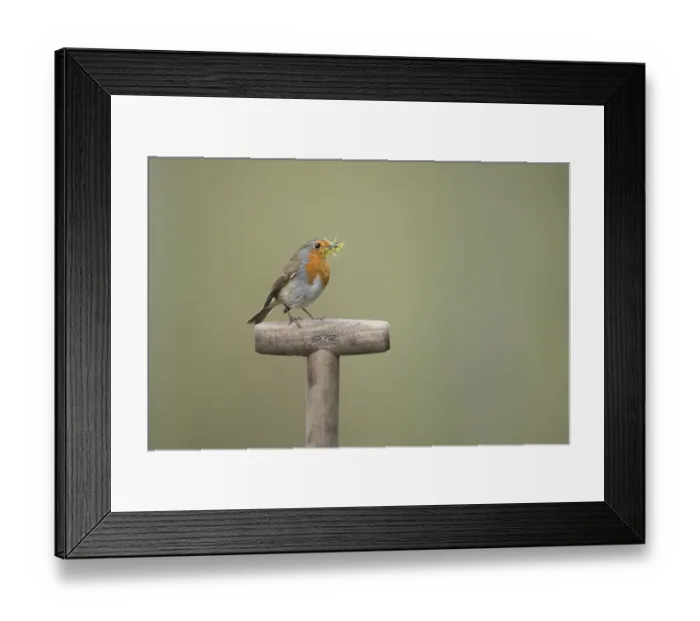 Framed Print : European robin (Erithacus rubecula) adult garden bird on a fork handle with nest material in its beak