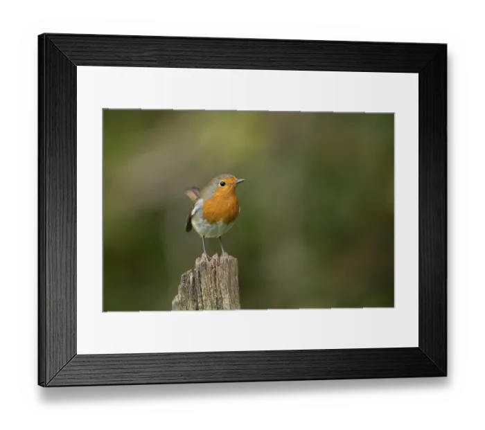 Framed Print : European robin (Erithacus rubecula) adult garden bird on a wooden post Framed Print : European robin (Erithacus rubecula) adult garden bird on a wooden post