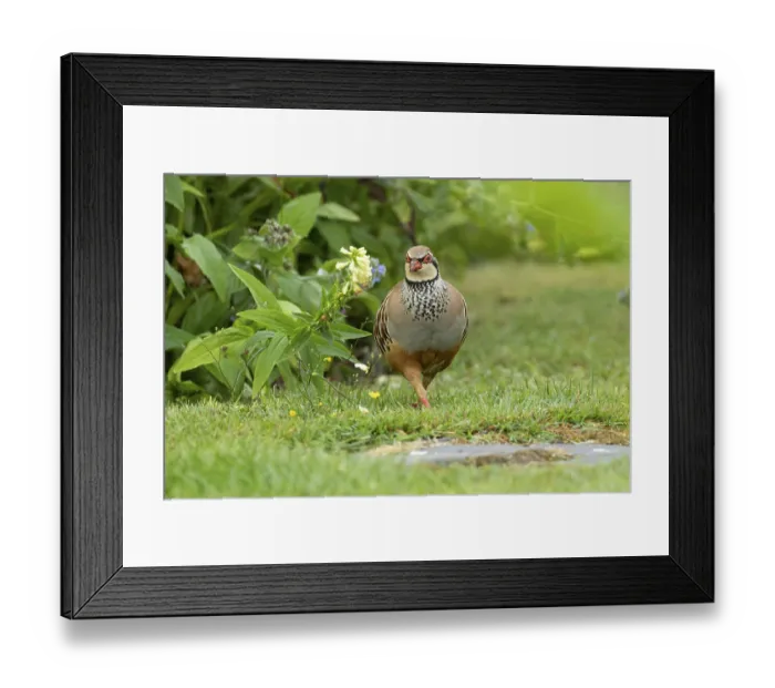 Framed Print : Red legged or French partridge (Alectoris rufa) adult game bird in a garden in summer