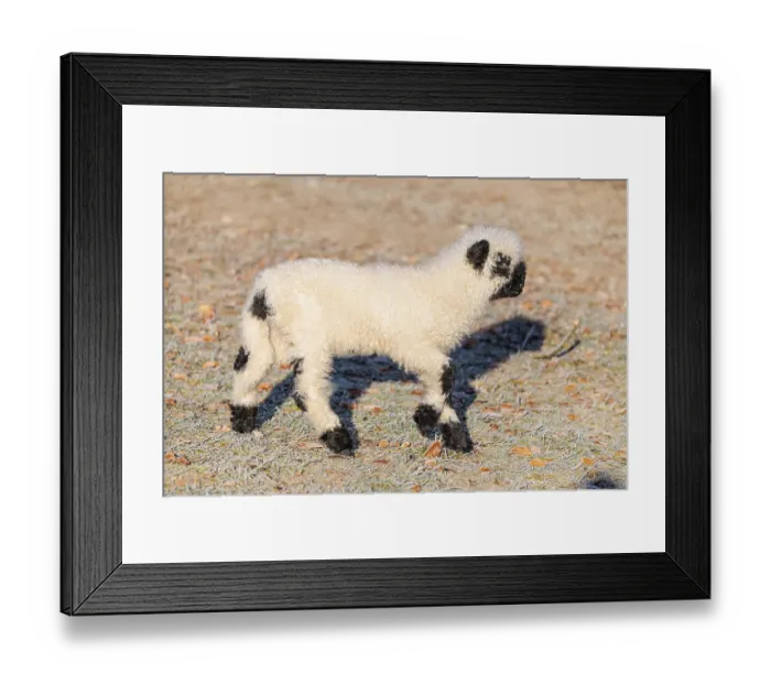 Framed Print : A Valais Blacknose lamb (Avis Aries) runs across a frost-covered pasture in early morning light