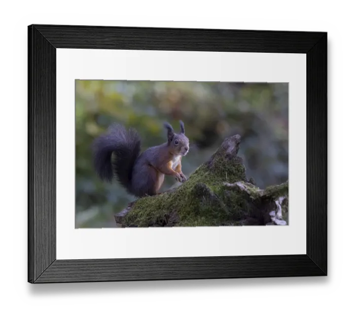 Framed Print : Red squirrel (Sciurus) sitting on a rootstock Framed Print : Red squirrel (Sciurus) sitting on a rootstock