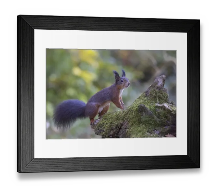 Framed Print : Red squirrel (Sciurus) on a rootstock
