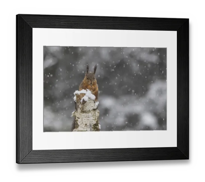 Framed Print : Red squirrel (Sciurus) sitting on a dead birch tree during snowfall