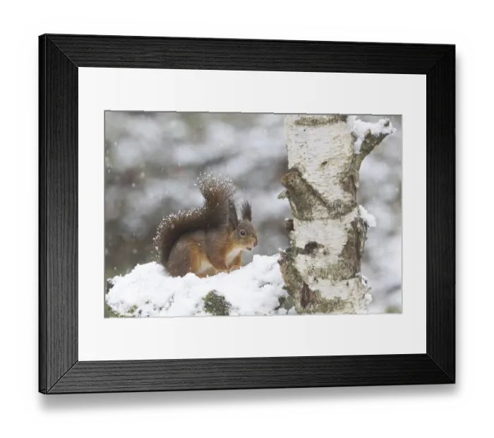 Framed Print : Red squirrel in snowfall on a snowy rootstock Framed Print : Red squirrel in snowfall on a snowy rootstock