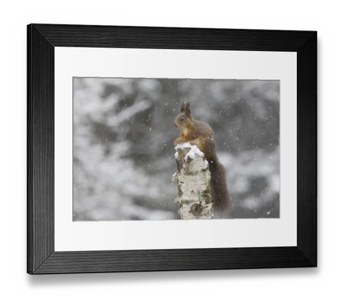 Framed Print : Red squirrel in snowfall on dead birch Framed Print : Red squirrel in snowfall on dead birch