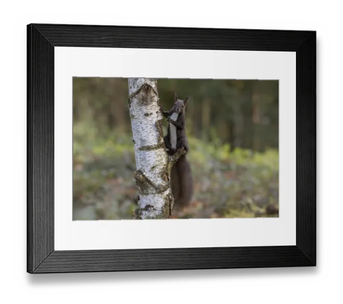 Framed Print : Dark squirrel (Sciurus) on a birch tree Framed Print : Dark squirrel (Sciurus) on a birch tree