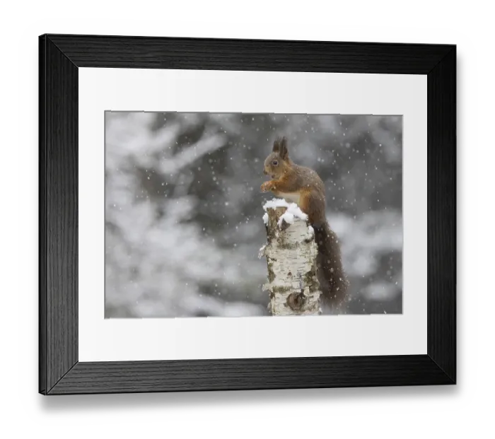 Framed Print : Red squirrel (Sciurus) feeding on a dead birch tree during snowfall
