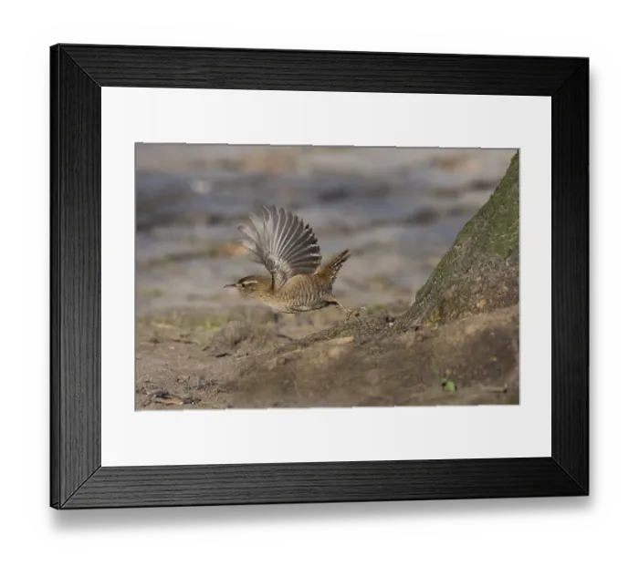 Framed Print : A wren (Troglodytes troglodytes) taking off with its wings spread out next to a tree trunk
