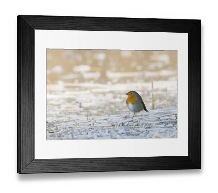 Framed Print : A robin (Erithacus rubecula) stands on a frost-covered ground and conveys a feeling of cold and peace