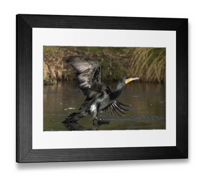 Framed Print : A cormorant (Phalacrocorax carbo) landing on the water