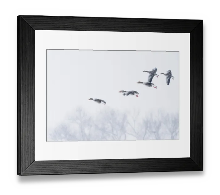 Framed Print : A group of greylag geese (Anser anser) flying through a snowy sky