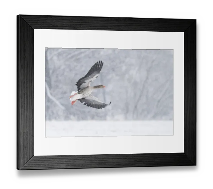 Framed Print : A greylag goose (Anser anser) flies through a snowy winter landscape during snowfall