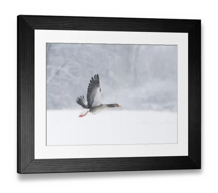 Framed Print : A grey goose (Anser anser) flies through a snowy and cold landscape during snowfall