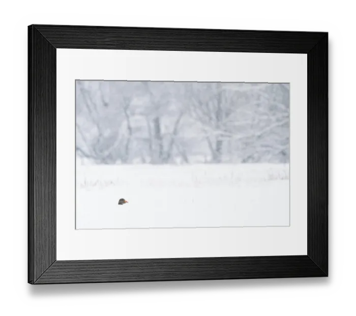 Framed Print : The head of a greylag goose (Anser anser)